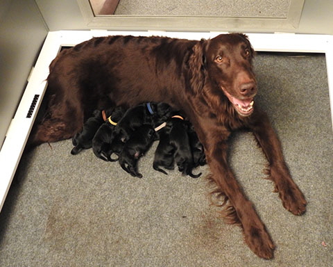 Neverland-Retriever's E-Litter Puppies